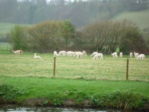 Local colour - a few members of a much larger herd of Llamas (or alpacas) in a riverside meadow