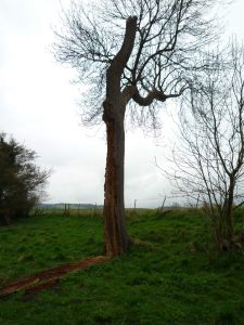 Dramatic tree - still alive despite being blasted and eaten by woodworm