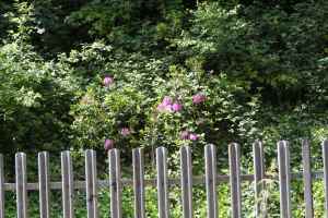 Invasive Rhododendron on the embankment - pretty though!