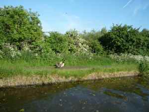 Canada geese enjoying a stroll along the towpath...