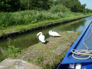 Confident swans on the Tame Valley Canal