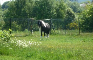 A 'lovely maned' horse by the Tame Valley Canal