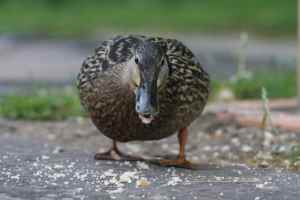 The ducks are exceptionally tame around here...and greedy!