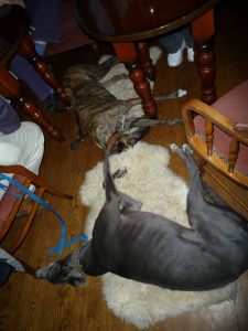 Blue and Lou at the Leigh Inn - it's been a busy day...